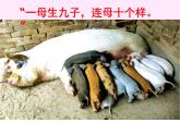 小学六年级下册科学-2.2生物的变异现象-苏教版(21张)ppt课件