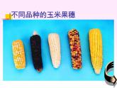 小学六年级下册科学-2.2生物的变异现象-苏教版(21张)ppt课件