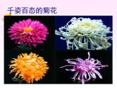 小学六年级下册科学-2.2生物的变异现象-苏教版(21张)ppt课件