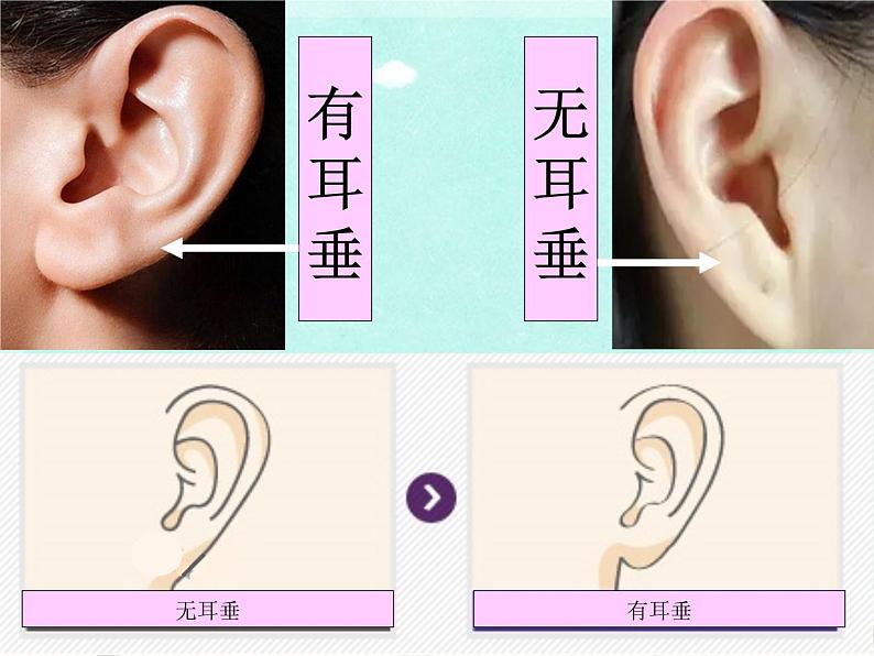 小学六年级下册科学--2.2-生物的变异现象-苏教版-(20张)ppt课件第3页