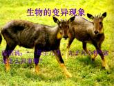 小学六年级下册科学-2.2生物的变异现象-苏教版(18张)ppt课件