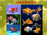 小学六年级下册科学-2.2生物的变异现象-苏教版(18张)ppt课件