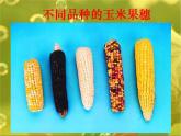 小学六年级下册科学-2.2生物的变异现象-苏教版(18张)ppt课件