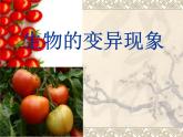 小学六年级下册科学--2.2-生物的变异现象-苏教版-(19张)ppt课件