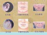 小学六年级下册科学--2.2-生物的变异现象-苏教版-(17张)ppt课件