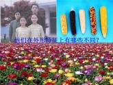 小学六年级下册科学-2.2生物的变异现象-苏教版(9张)(1)ppt课件