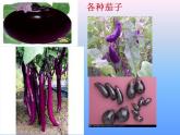 小學(xué)六年級(jí)下冊(cè)科學(xué)-2.2生物的變異現(xiàn)象-蘇教版(20張)ppt課件
