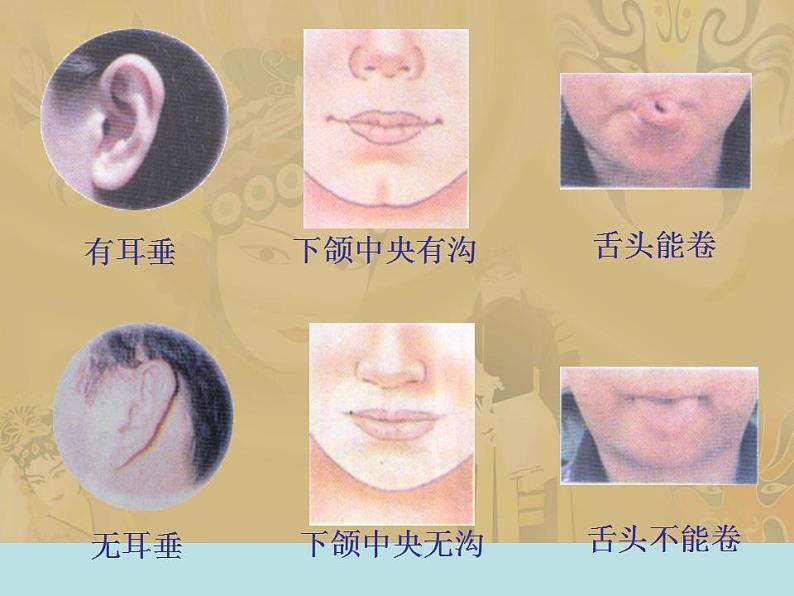 小学六年级下册科学-2.2生物的变异现象-苏教版(17张)ppt课件第4页