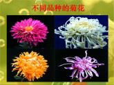 小學(xué)六年級(jí)下冊(cè)科學(xué)--2.2-生物的變異現(xiàn)象-蘇教版-(18張)ppt課件