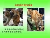 小学六年级下册科学-2.1生物的遗传现象-苏教版(23张)ppt课件
