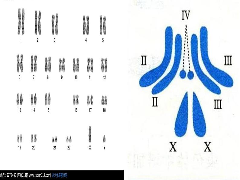 小学六年级下册科学-2.3寻找遗传与变异的秘密-苏教版-(15张)ppt课件第6页