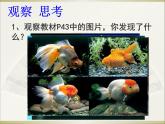 小学六年级下册科学-2.2生物的变异现象-苏教版(23张)ppt课件