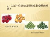 小学六年级下册科学-2.2生物的变异现象-苏教版(23张)ppt课件