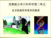 小学六年级下册科学-2.3寻找遗传与变异的秘密-苏教版(20张)ppt课件