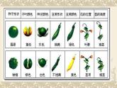 小学六年级下册科学-2.3寻找遗传与变异的秘密-苏教版-(18张)ppt课件