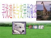 小学六年级下册科学-2.3寻找遗传与变异的秘密-苏教版(26张)ppt课件