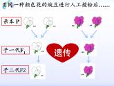 小学六年级下册科学-2.3寻找遗传与变异的秘密-苏教版(14张)ppt课件