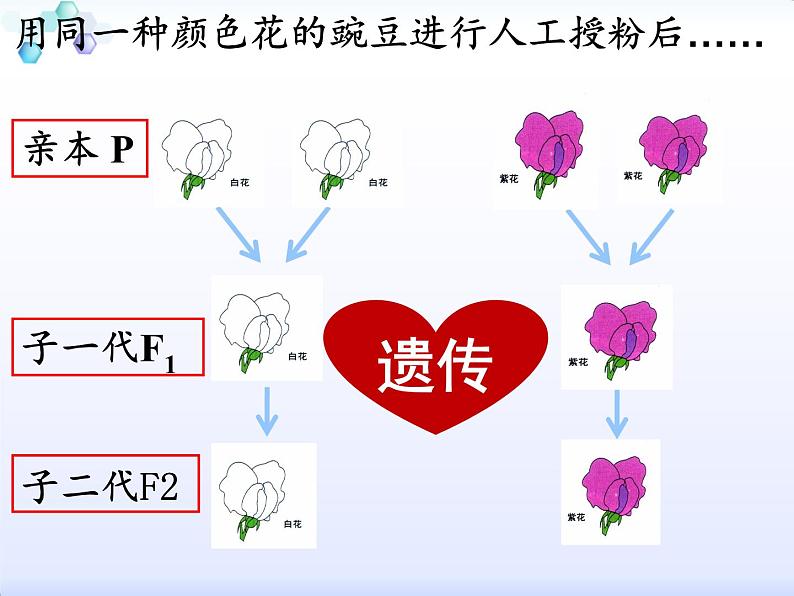 小学六年级下册科学-2.3寻找遗传与变异的秘密-苏教版(14张)ppt课件第5页