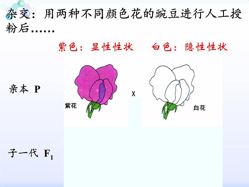 小学六年级下册科学-2.3寻找遗传与变异的秘密-苏教版(14张)ppt课件第6页