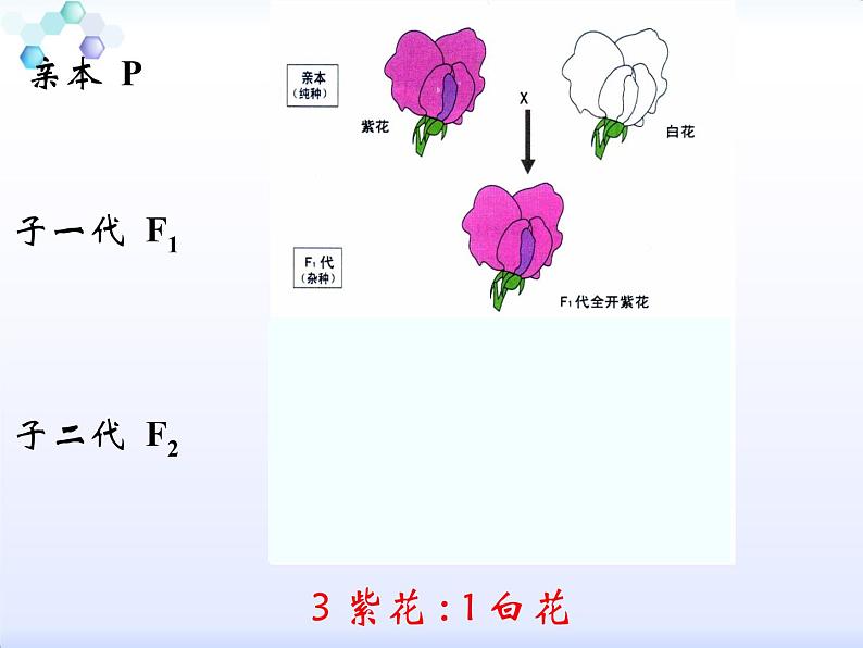 小学六年级下册科学-2.3寻找遗传与变异的秘密-苏教版(14张)ppt课件第7页