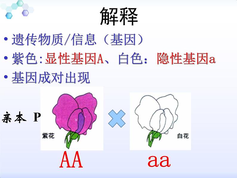 小学六年级下册科学-2.3寻找遗传与变异的秘密-苏教版(14张)ppt课件第8页