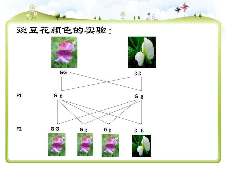 小学六年级下册科学-2.3寻找遗传与变异的秘密-苏教版(16张)(1)ppt课件05