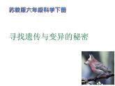 小学六年级下册科学-2.3寻找遗传与变异的秘密-苏教版(27张)ppt课件