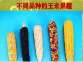 小学六年级下册科学--2.2-生物的变异现象-苏教版-(29张)ppt课件