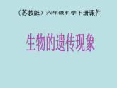 小学六年级下册科学-2.2生物的遗传现象-苏教版(23张)ppt课件
