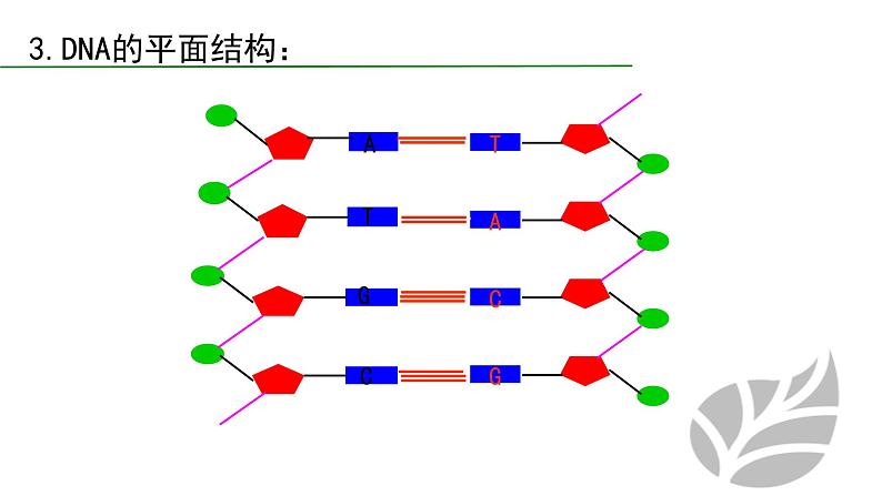 小学六年级下册科学-2.3寻找遗传与变异的秘密-苏教版(16张)ppt课件08