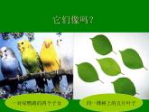 小学六年级下册科学-2.2生物的变异现象-苏教版(59张)ppt课件