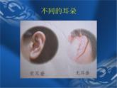 小学六年级下册科学-2.2生物的变异现象-苏教版(24张)(1)ppt课件