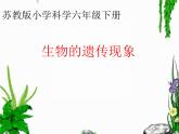 小学六年级下册科学-2.2生物的遗传现象-苏教版(18张)ppt课件