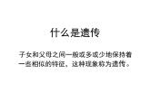小学六年级下册科学-2.2生物的遗传现象-苏教版(21张)ppt课件