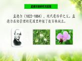 小学六年级下册科学-2.3寻找遗传与变异的秘密-苏教版(16张)ppt课件