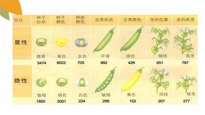 小学六年级下册科学-2.3寻找遗传与变异的秘密-苏教版(14张)ppt课件07