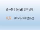 小学六年级下册科学-2.3寻找遗传与变异的秘密-苏教版-(16张)ppt课件