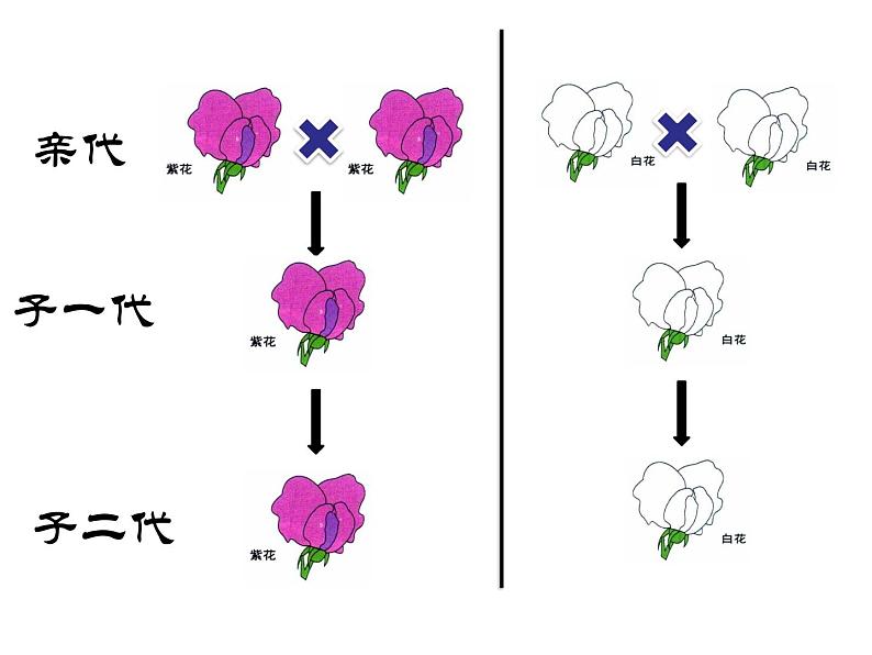 小学六年级下册科学-2.3寻找遗传与变异的秘密-苏教版(20张)ppt课件第8页