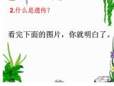 小学六年级下册科学-2.2生物的遗传现象-苏教版(28张)ppt课件
