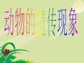 小学六年级下册科学-2.2生物的遗传现象-苏教版(28张)ppt课件