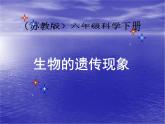 小学六年级下册科学-2.2生物的遗传现象-苏教版(30张)ppt课件