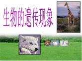 小学六年级下册科学-2.2生物的遗传现象-苏教版(13张)ppt课件