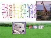 小学六年级下册科学-2.3寻找遗传与变异的秘密-苏教版-(12张)ppt课件