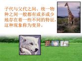 小学六年级下册科学-2.3寻找遗传与变异的秘密-苏教版-(12张)ppt课件