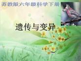 小学六年级下册科学-2.3寻找遗传与变异的秘密-苏教版-(19张)ppt课件