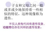 小学六年级下册科学-2.3寻找遗传与变异的秘密-苏教版-(19张)ppt课件