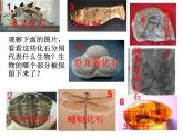 小学六年级下册科学-3.2化石告诉我们什么-苏教版(11张)(1)ppt课件