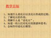 小学六年级下册科学-3.2化石告诉我们什么-苏教版(12张)ppt课件