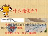 小学六年级下册科学-3.2化石告诉我们什么-苏教版(12张)ppt课件