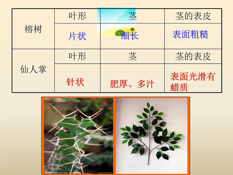 小学六年级下册科学-2.有利于生存的本领苏教版(14张)ppt课件第6页